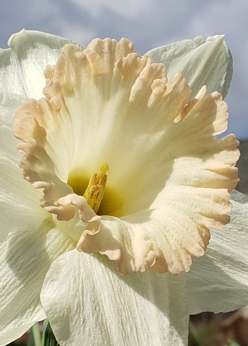 British Gamble Giant Daffodil