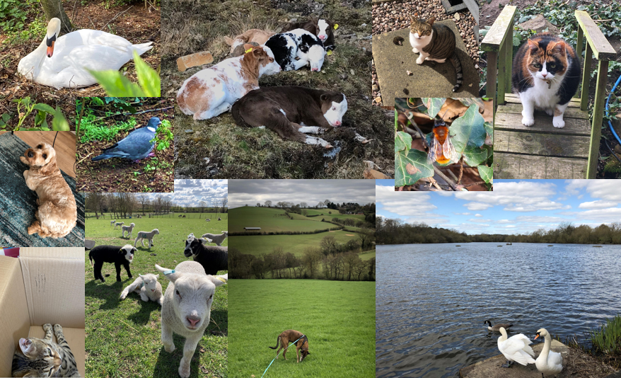 MarkTurnTown's tweet photo. We are looking forward to our #WellbeingWednesday challenges every week. Today's challenge was to photograph our "local wildlife" - some great entries from the team @turnertownsend #TTGreatPlaceToWork https://t.co/7tx4Fq9mzI