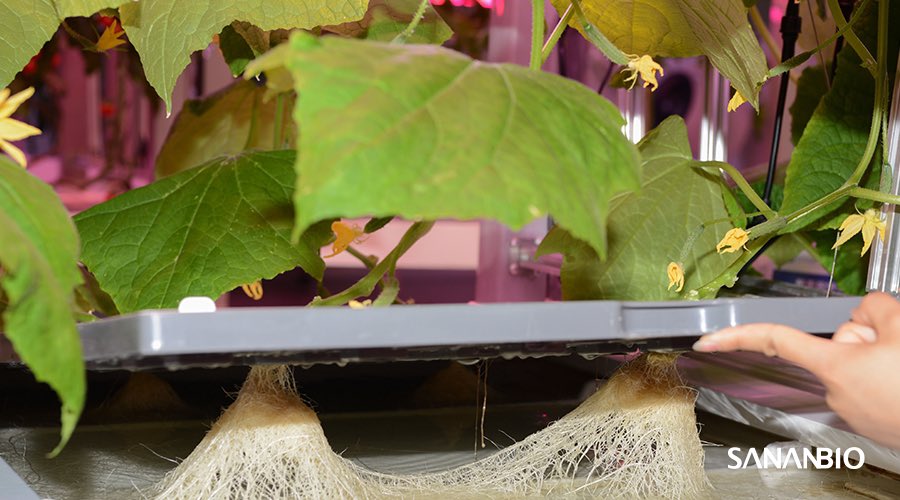 sananbio's tweet photo. Whatever you’re growing on the Radix, make sure that the roots have easy access to the nutrients underneath. An underperforming plant may indicate that its root is curled up in the raft hole (it might happen when transplanting). #verticalfarming https://t.co/bQLLqXcJyK