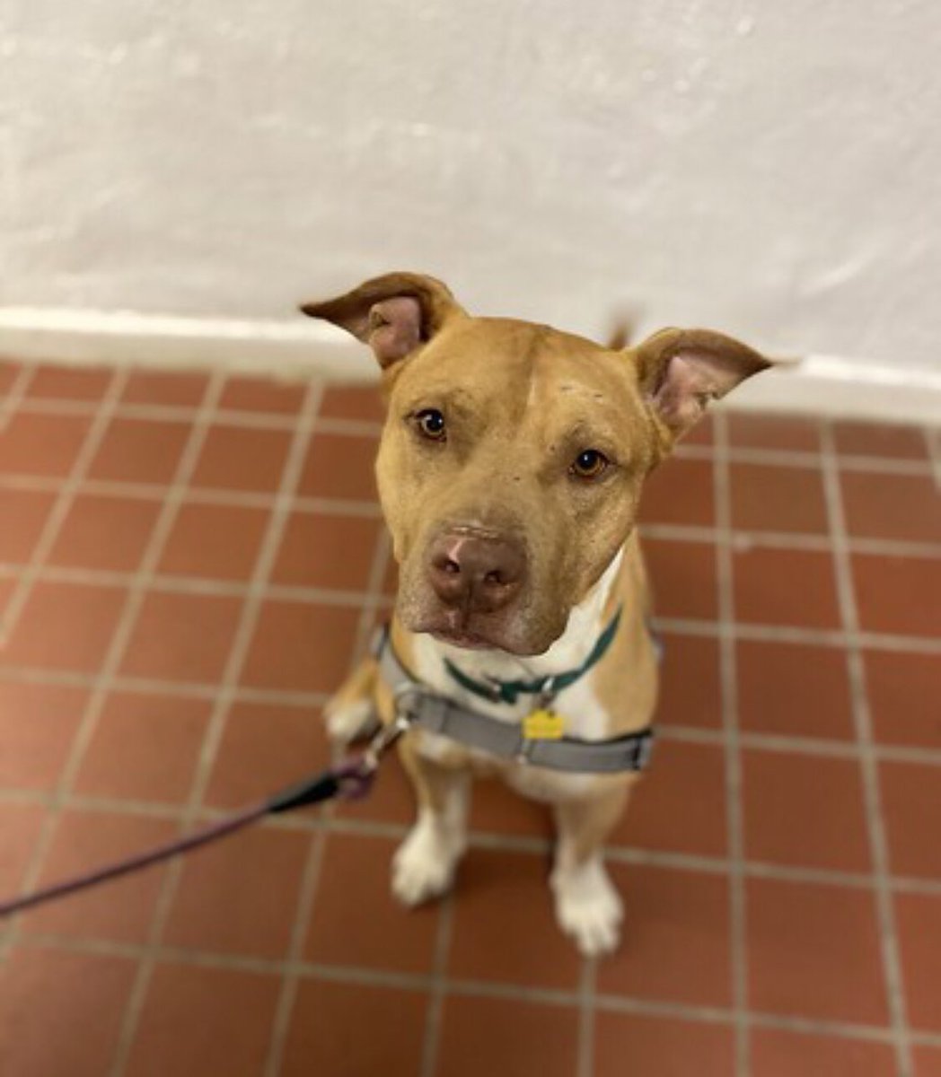 One of our incredible supporters is hosting a <a href="/Scentsy/">Scentsy</a> fundraiser and donating all commissions to help us save dogs like Barney. If you are looking for fun spring scents, please check out the link and help us create #SecondChances for dogs in need. 

moirao.scentsy.us/party/14237685…