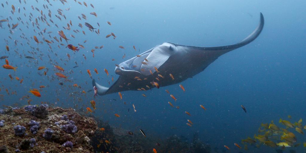 Our @NG_PristineSeas team is honored to be one of the six finalists in @macfound's #100andChange competition, which grants $100M to a project that is working to create a more just, equitable, and resilient future. The winner is announced later today, and we wish good luck to all! https://t.co/fHZCaWoORW