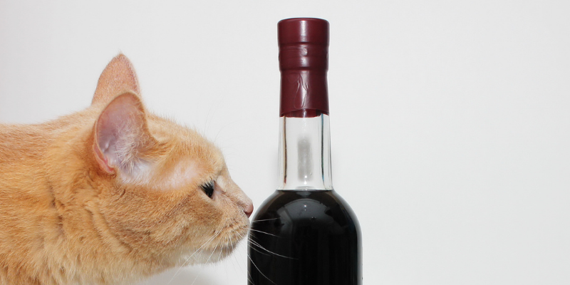 RMFRCO's tweet photo. Ready for a meowing good time? Join Blanchard Family Wines on a virtual #winetasting experience with purrfectly paired custom chocolates benefitting the #cats of RMFR! Only 3 days left to register for nationwide shipping! https://t.co/CJelZv5Qsu https://t.co/HQI1PGfb0H