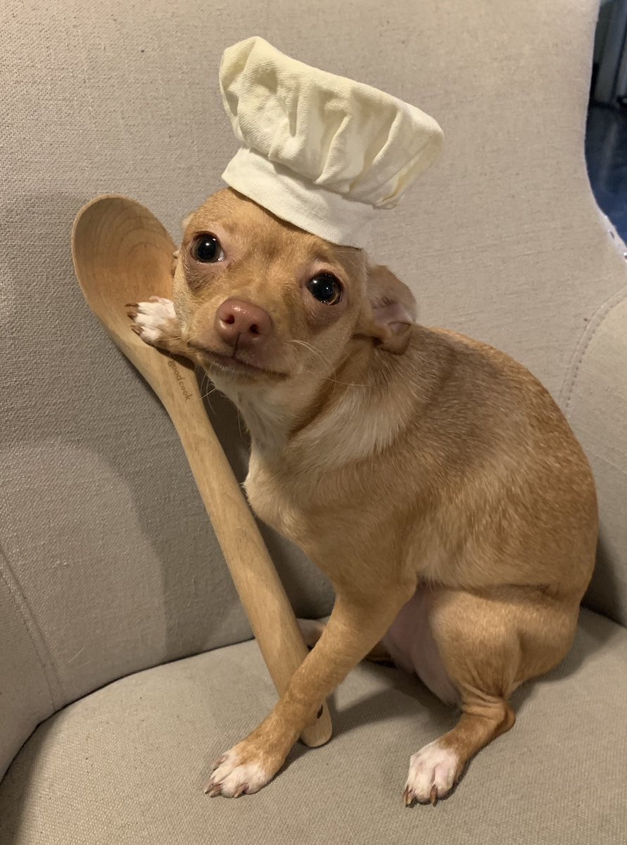 TheHerdHouse's tweet photo. @dog_rates @dog_feelings @JustFoodForDogs Tiny Chef approves. https://t.co/9WtxfOA1aq