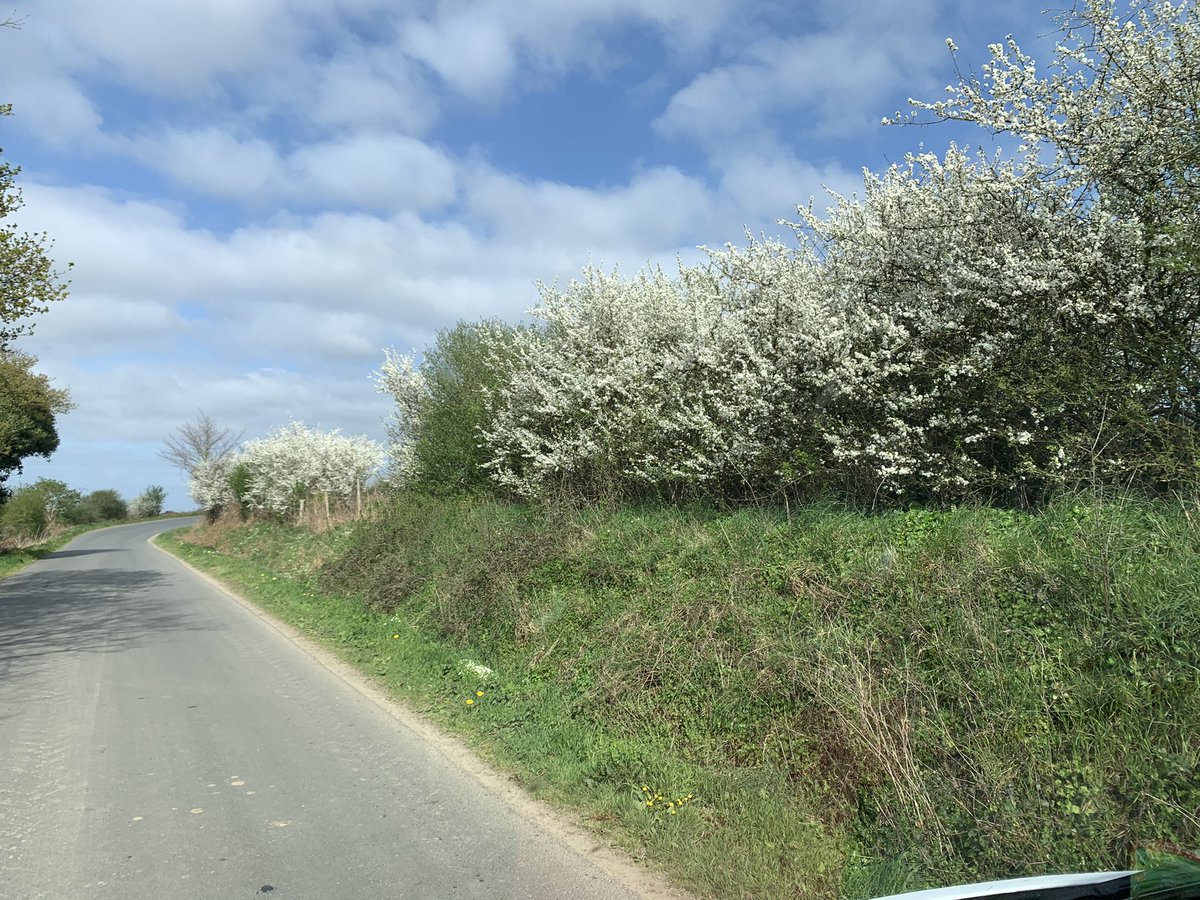 beesinbrittany's tweet photo. Blackthorn has been amazing this year!! I just love it! It might be cold but it looks spectacular!!#beefarmer #springisawesome 💯🎉😀 https://t.co/kaxZZX389X