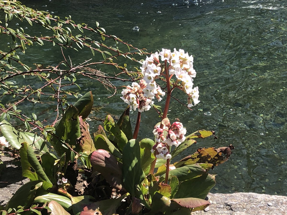 Bressingham White #nybg