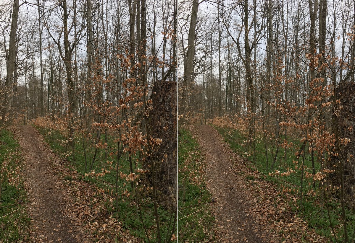  #waldszenen 20210407Browse this thread to see the same forest spot change from day to day ... Double mounts are  #3D. Read on to test this experience:  https://twitter.com/mweiss_tue/status/1373970623739879425?s=20