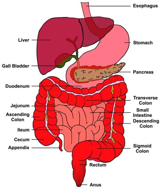 INFLAMMATIONThe truth is, the pill causes systemic stress, dysfunction, and imbalance in the bodyThese changes include:- alterations in gut microbiome + damage to the gut lining- suppressed thyroid function- impaired liver and gallbladder function- nutrient depletion