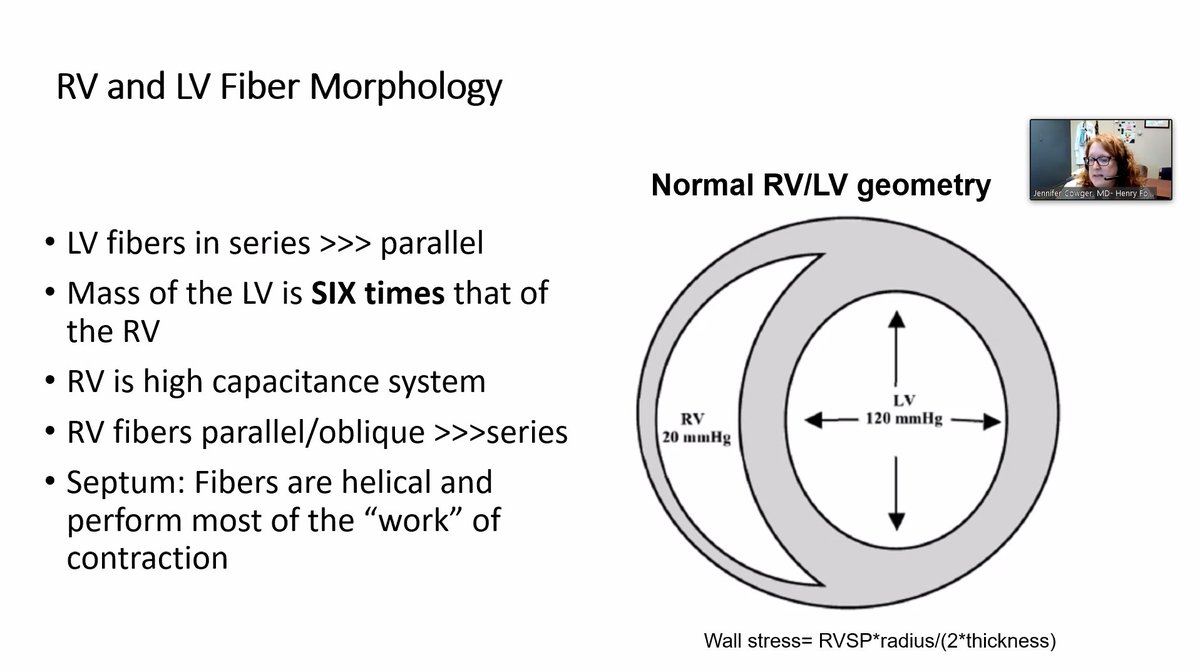 RV and LV fiber morphology differs. "The septum is a helix, but in the RV they are longitudinal."  @preventfailure (I think I got this right...).