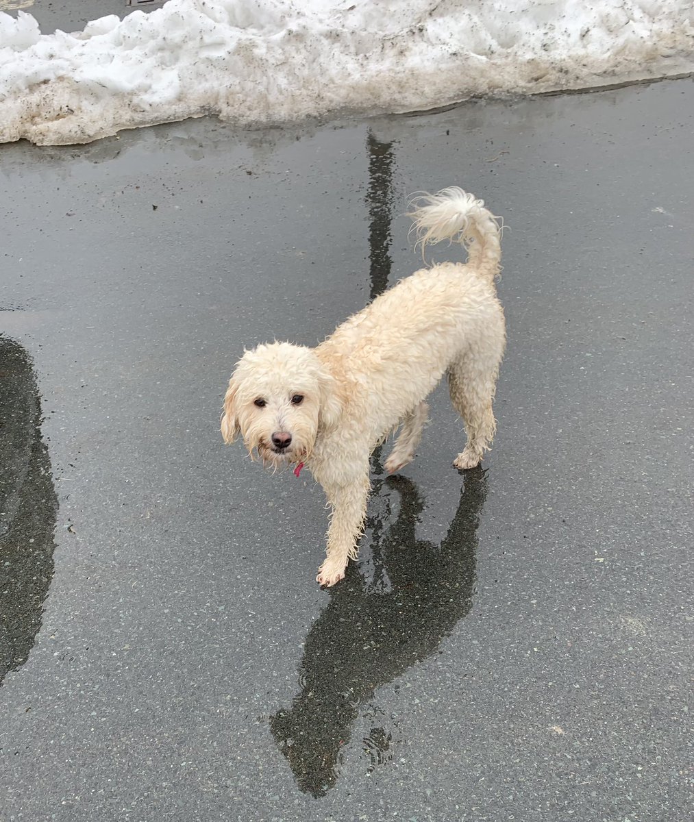 BCECathyKiss1's tweet photo. Making the best of all the RDF. FYI.... teachers like puddles too! 🌧☔️☁️💦 #SpringBreak #NLspring https://t.co/sQLNxo5HPG