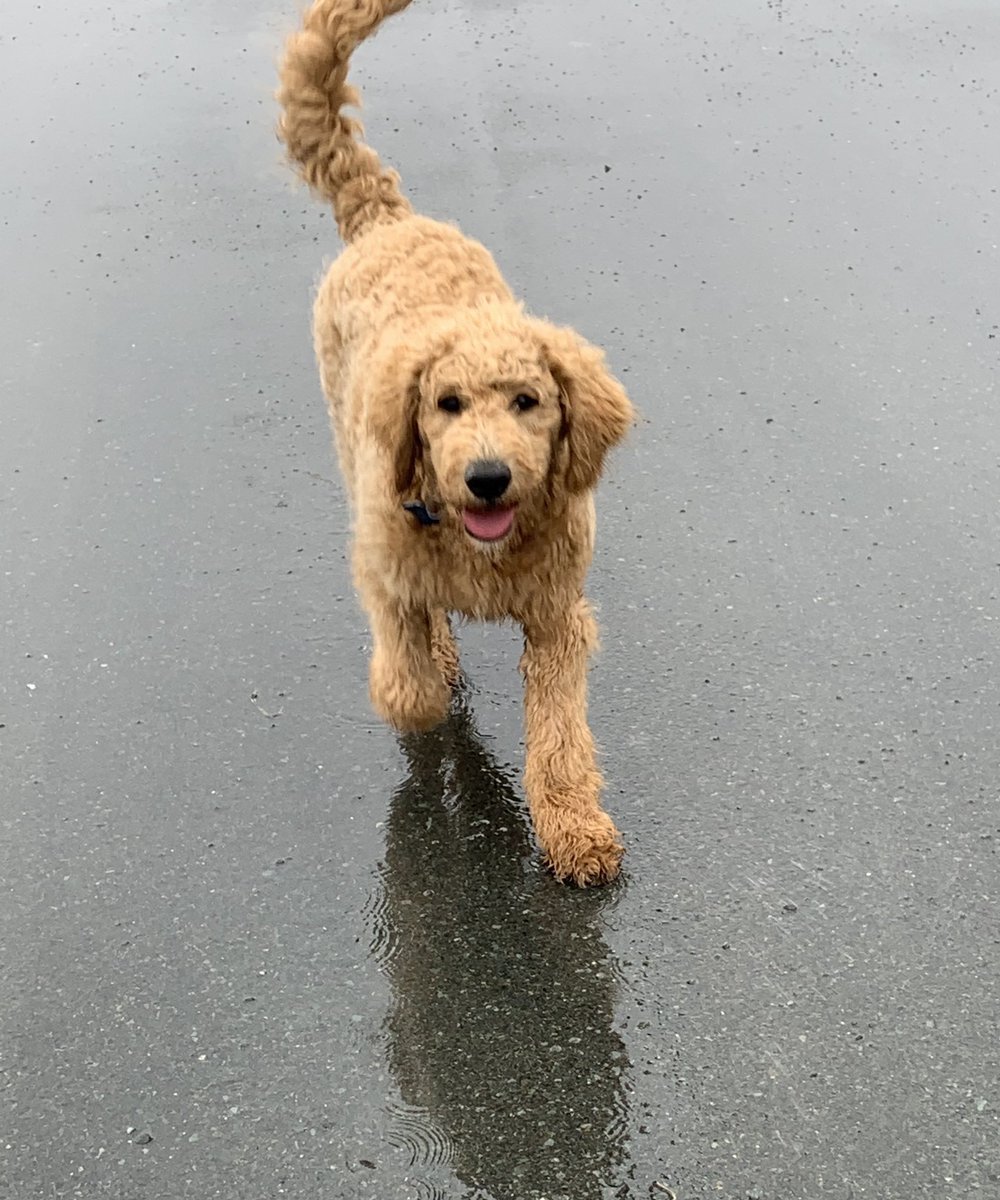BCECathyKiss1's tweet photo. Making the best of all the RDF. FYI.... teachers like puddles too! 🌧☔️☁️💦 #SpringBreak #NLspring https://t.co/sQLNxo5HPG