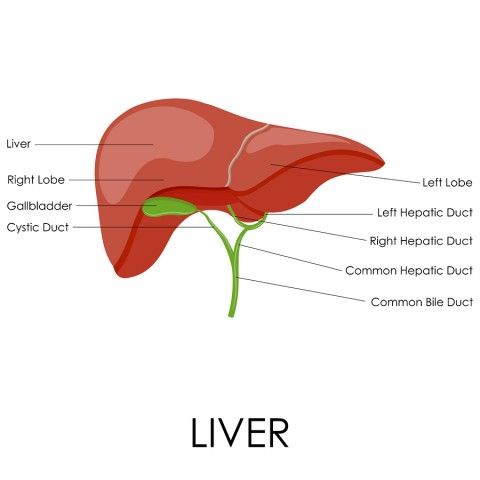 LIVERThe pill overworks the liver, congesting it with synthetic hormones that constantly need to be filtered + detoxed through itThe liver is also where thyroid hormone conversion occursOver time, the chronic stress of BC on the liver results in an impaired thyroid function