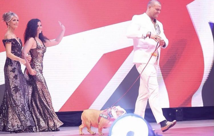 The British Bulldog tweet media