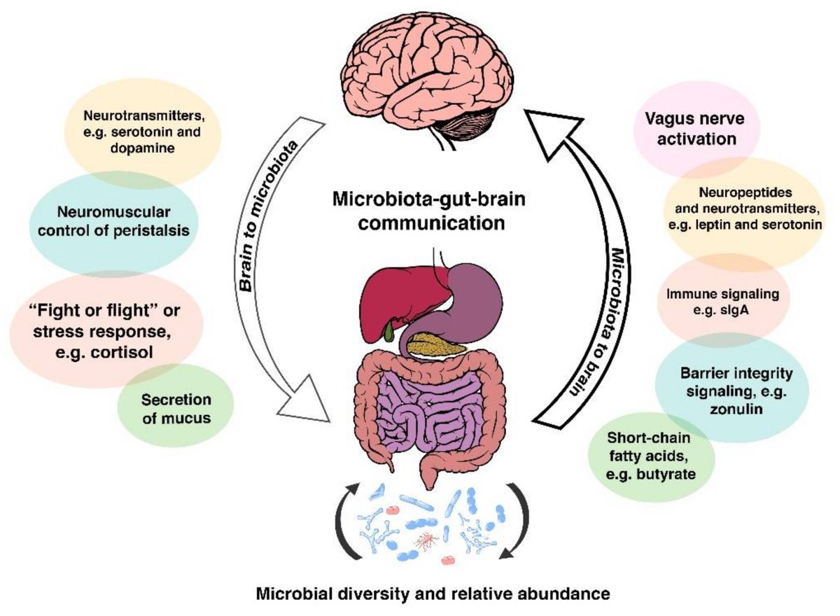 This is because the pill specifically depletes vitamin B6, interfering with how the body metabolizes tryptophan, which is necessary for serotonin productionBC also damages the gut lining and alters the gut microbiomeFun fact:80-90% of our serotonin is created in our gut!