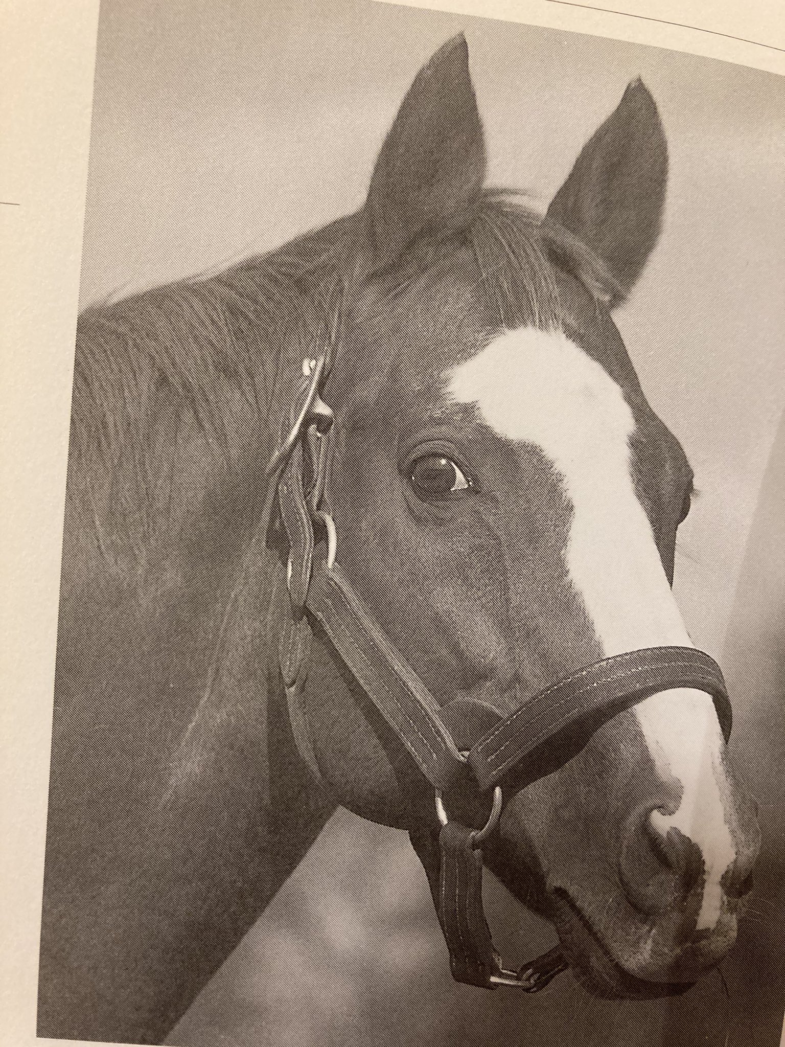 しろうま厩舎 Bkyukarin マイネルロベルトいつも馬っけ出して興奮するのにフルールエトワールには興奮しなかったとかもありませんでしたっけ 何か分かるのかなぁ Twitter