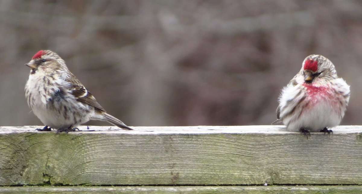 WandaDonelle's tweet photo. At the feeders today, male &amp; female Common Redpoll. 
#birdphotography #BirdsSeenIn2021 #birds #NaturePhotography #NovaScotia https://t.co/njGE3K7Srd
