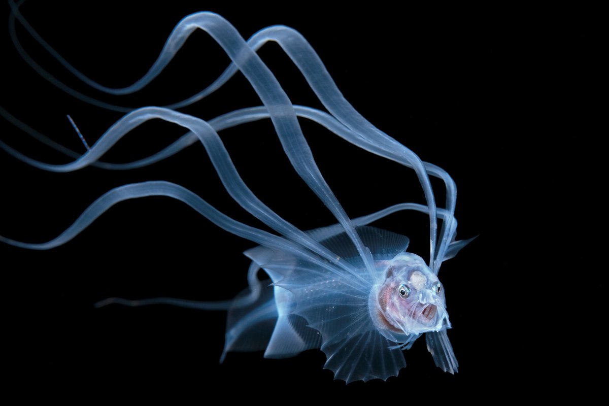 Pierre Barthélémy tweet media