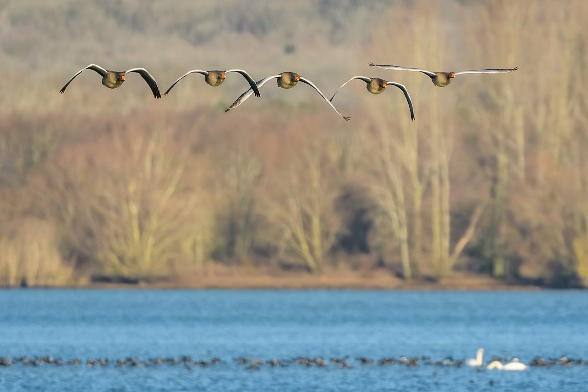 We love this shot of incoming geese over Rutland Water taken by Daniel in our water resources team. Have you taken a great wildlife pic at one of our reservoirs this Spring?