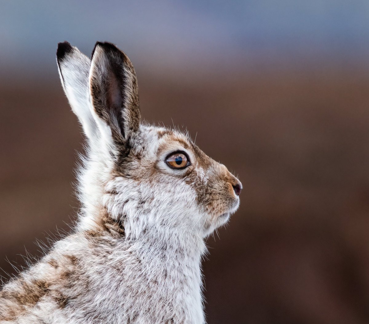 Mountain hare. Photographed in the Peak District, UK 
#WildlifePhotographer #Wildlife #Nature #Animals #MountainHare #UKWildlife #BBCSpringWatch #NatureLovers #NaturePhotography #PeakDistrict #PeakDistrictNationalPark #VisitDerbyshire #Derbyshire