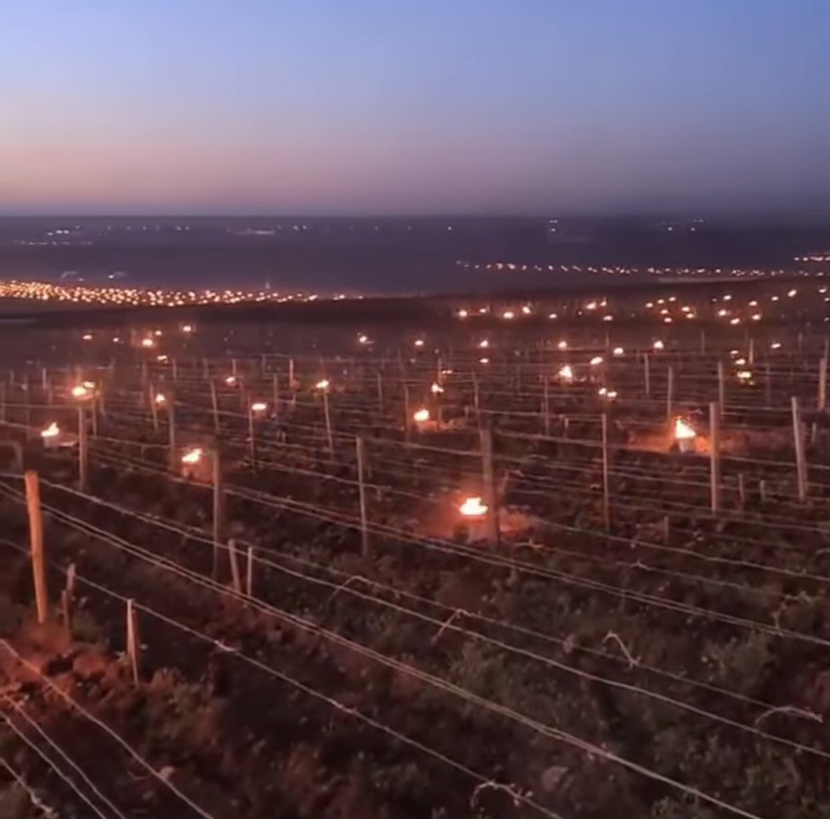 Don’a karşı korunan Şarap bağları. 7 Nisan  2021  Fransa 🇫🇷   &amp; İspanya 🇪🇸