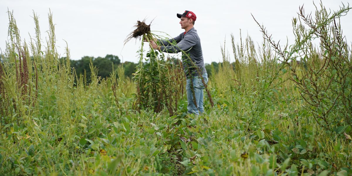 How Can Soybean Farmers Control Weed Growth? vlnk.io/3rVMu1u