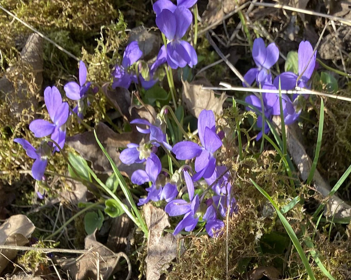 Violets are blue...
Wild violets (viola odorata) can be seen throughout our woodland. This native wildflower favours woods and thickets, blooming from now until the early summer months.

More details here facebook.com/stalbanswoodla…