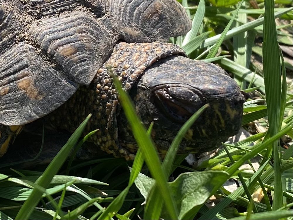 MarkWJZ's tweet photo. Met a friend along the B&A Trail during my run today. Neither of us going real fast. Slow & steady works for me, too, little buddy. Here’s to good health.
Get outside & move, people! #HellInAShell @wjz 🐢 🏃♂️ https://t.co/0VhwnpUOvy
