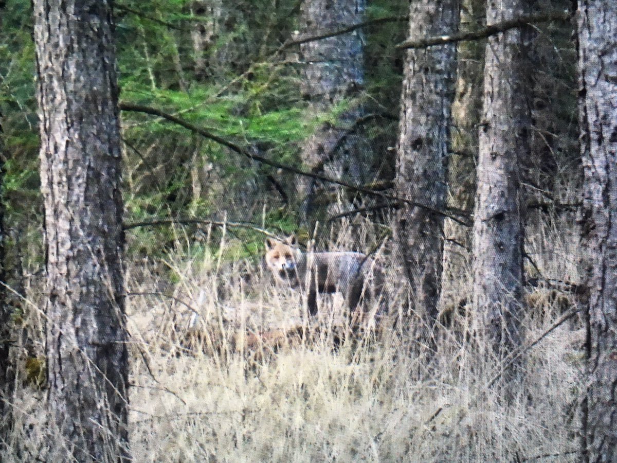 Geniet van ons in de #natuur en houd rekening met ons als je met de auto door / langs #bossen rijd. Wij steken zomaar over. Voorkom aanrijdingen door snelheid te matigen en goed op te letten. Dank, ook namens de dieren #das #ree #wildzwijn #vos etc @Natuurmonument #SAMF