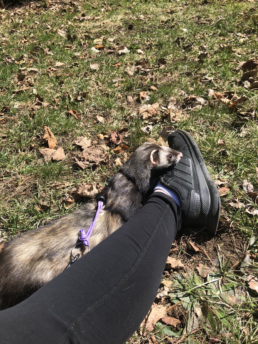 FallOutDemons13's tweet image. They love their walks 🥰💚💜