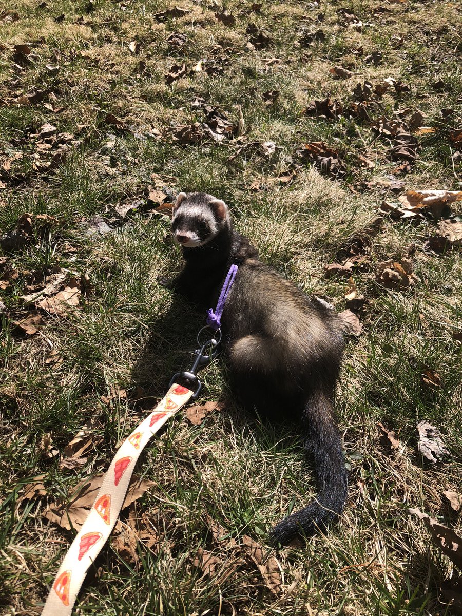 FallOutDemons13's tweet image. They love their walks 🥰💚💜