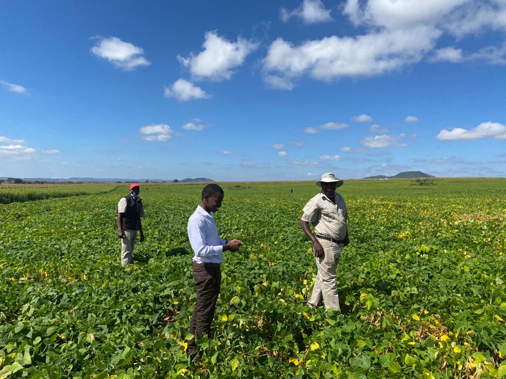 Its a Sc Bounty field Mhangura. National Protein banks.... ... It is in preparation of 2021/22 Agro-Season. Seeding the nation with good quality seed. We Seed to fed.2021-2022 we are ready!!!!! #Itstartswithrightseed#ZimAgricRising #zimfarmerscan, #Zimcan