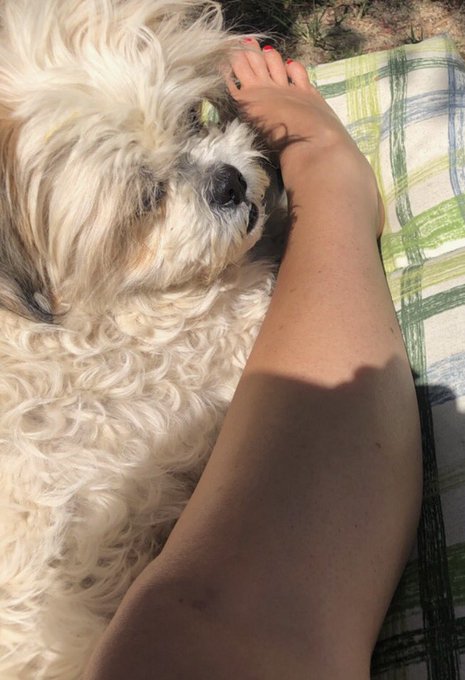 My little hypoallergenic mop 🥰 I still can&rsquo;t believe she was at the pound 😩😭 #AdoptDontShop #lhasaapso<a href="/tag/adoptdontshop"class="tags"><span>#adoptdontshop</span></a><a href="/tag/lhasaapso"class="tags"><span>#lhasaapso</span></a>