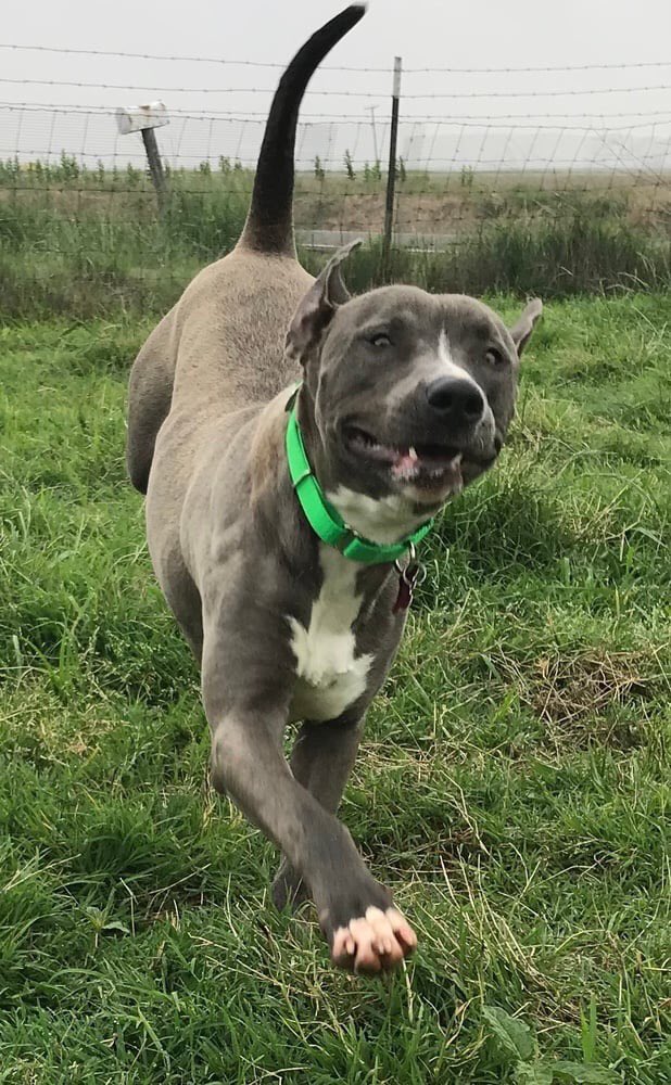 INCOMING! #Adoptable Kirklin heard there’s still time to register for our adoption showcase & he's running to sign up on our FB page! This is our first SATURDAY SHOWCASE. You have until 11am Thursday to secure your spot among the fully approved adopters! fb.me/e/1egxqYKAB