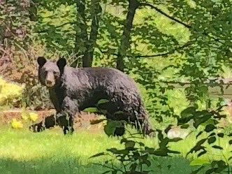 Checking up on me while I work in the yard. Took a minute to register that’s a real OSO and only 15 feet away. I’m guessing he was not hungry.