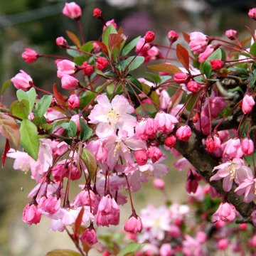 風 きょうの花言葉 花海棠 はなかいどう 花言葉 温和 美人の眠り 別 名 垂絲海棠 すいしかいどう 原産地 中国 花言葉 花の持つ言葉 T Co Xkljgym9m3