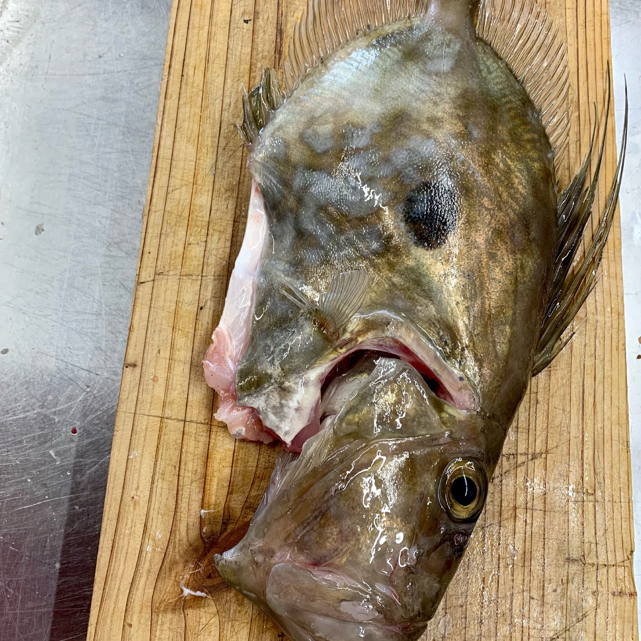 梅ちゃん No Twitter 的鯛 Matodai マトウダイ The Scientific Term Zeus Faber English John Dory Target Perch 小値賀ではマトウダイのことを バト と呼びます 地方名 体面に弓道の的のような 黒い斑点があるから的鯛 スペインでは十二使徒の一人聖