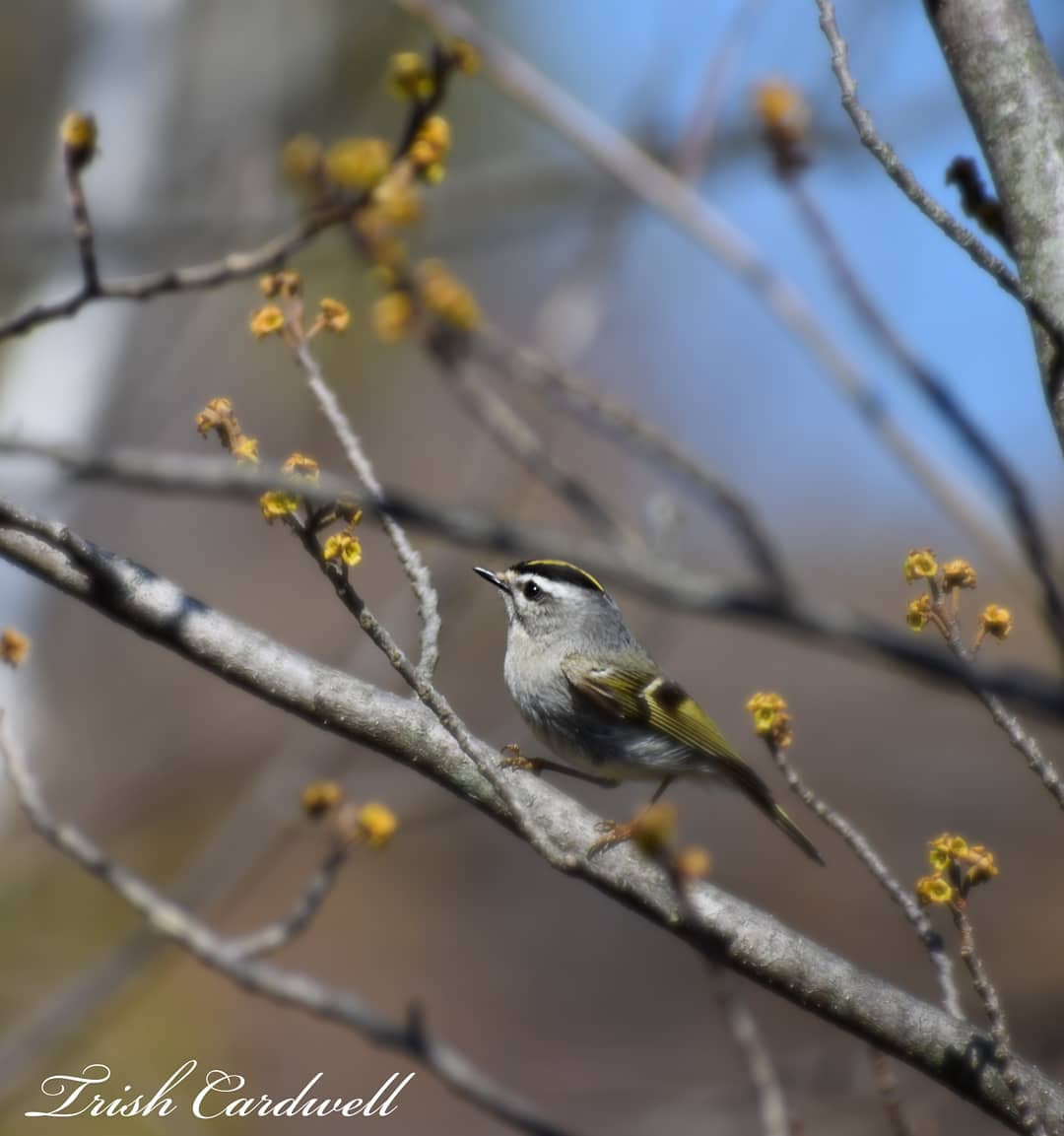 tc_31's tweet photo. Springtime walk with the birds #beamerconservation #npca #Grimsby https://t.co/60m13njMkS