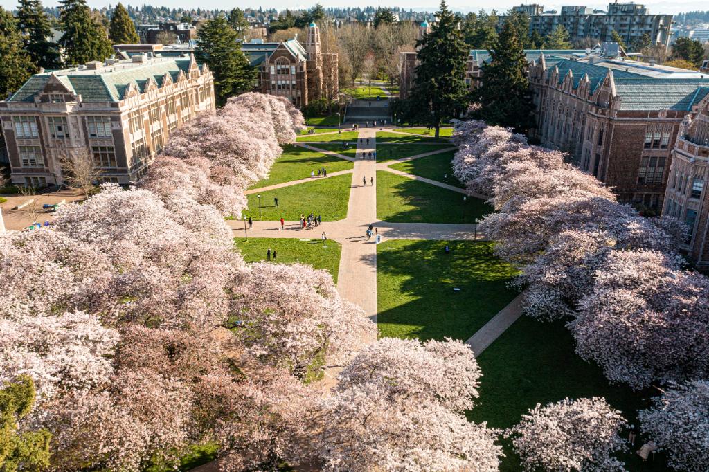 UW Cherry Blossoms on Twitter "Wow, I did good. 😬 🌸 https//t.co