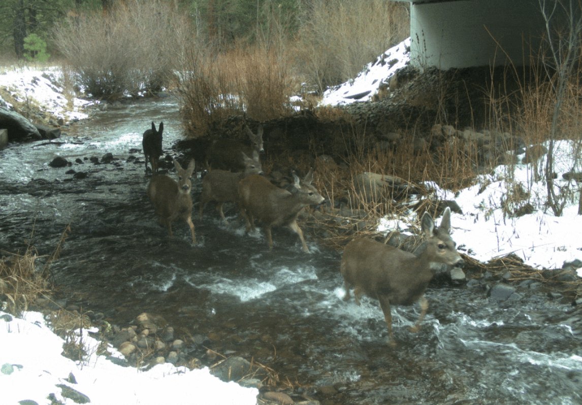 A group of six deer run through a stream with some snow and bushes on the side of the creek.