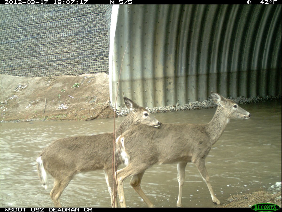 A deer rests its head on the back of another deer while standing in a stream outside a large metal structure.