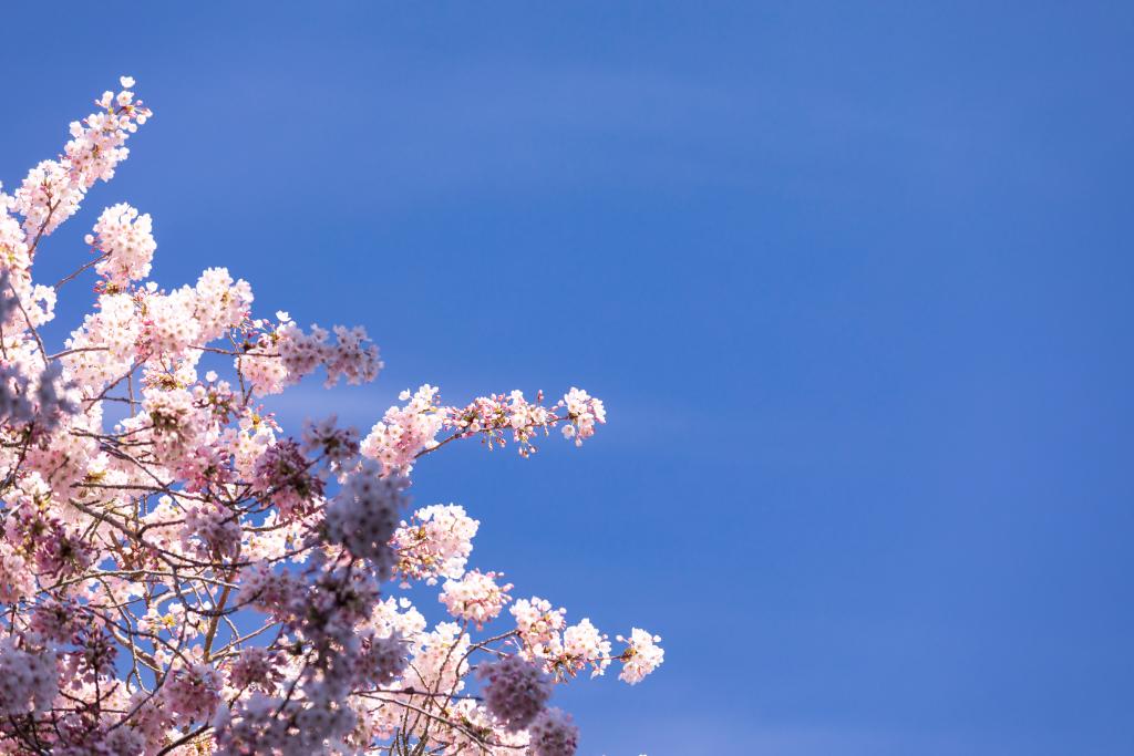 uwcherryblossom's tweet image. Wow, I did good. 😬 🌸