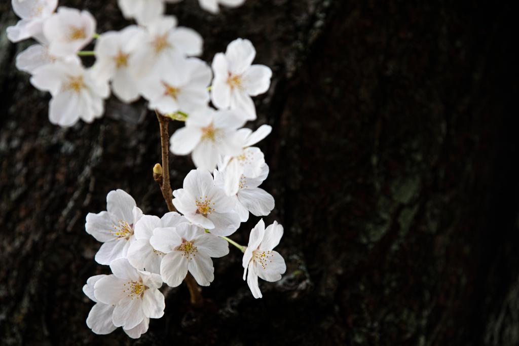 uwcherryblossom's tweet image. Wow, I did good. 😬 🌸