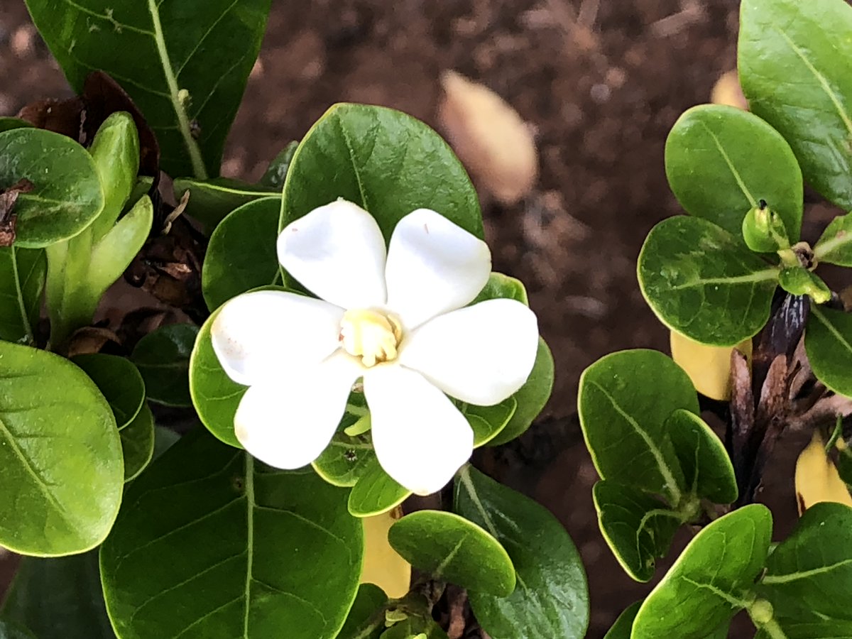 Susie Honolulu Hawaii Gardenia Brighamii Nanu ナーヌー ティアレ と同じクチナシ属のハワイ固有種 かつてモロカイ島とマウイ島では普通に見られたが 1999年の調査ではハワイ諸島で19個体だけ確認し 絶滅危惧種に指定 この 花の香りが漂うと良い Susie Honolulu Hawaii Gardenia Brighamii Nanu ナーヌー ティアレ と同じクチナシ属のハワイ固有種 かつてモロカイ島とマウイ島では普通に見られたが 1999年の調査ではハワイ諸島で19個体だけ確認し 絶滅危惧種に指定 この 花の香りが漂うと良い