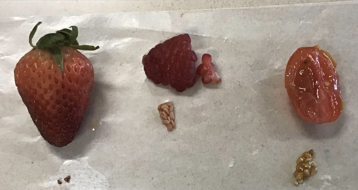 cappy812's tweet photo. We dissected fruit to examine &amp; compare the structures that help them survive, grow, &amp; reproduce. @BinfordBadgers @RogBinPTO @FOSSscience @MCCSC_EDU #handsonscience https://t.co/I9HVEnXEz4