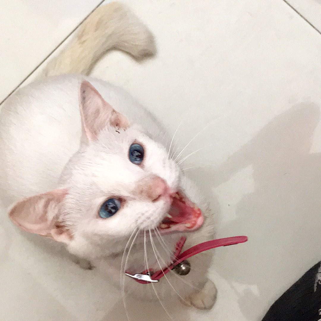 catsandcrumbs's tweet photo. WHEN YOU’RE LATE TO WORK...

Miss Unique is giving us a meowing session for making her wait for breakfast and also for not cleaning her litterbox. She’s a delicate lady who doesn’t like a messy and smelly box. 😸

#catsandcrumbs #catcafe #iSupportPAWS #cat #puspin #adoptdontshop https://t.co/tFGlIMwbbA