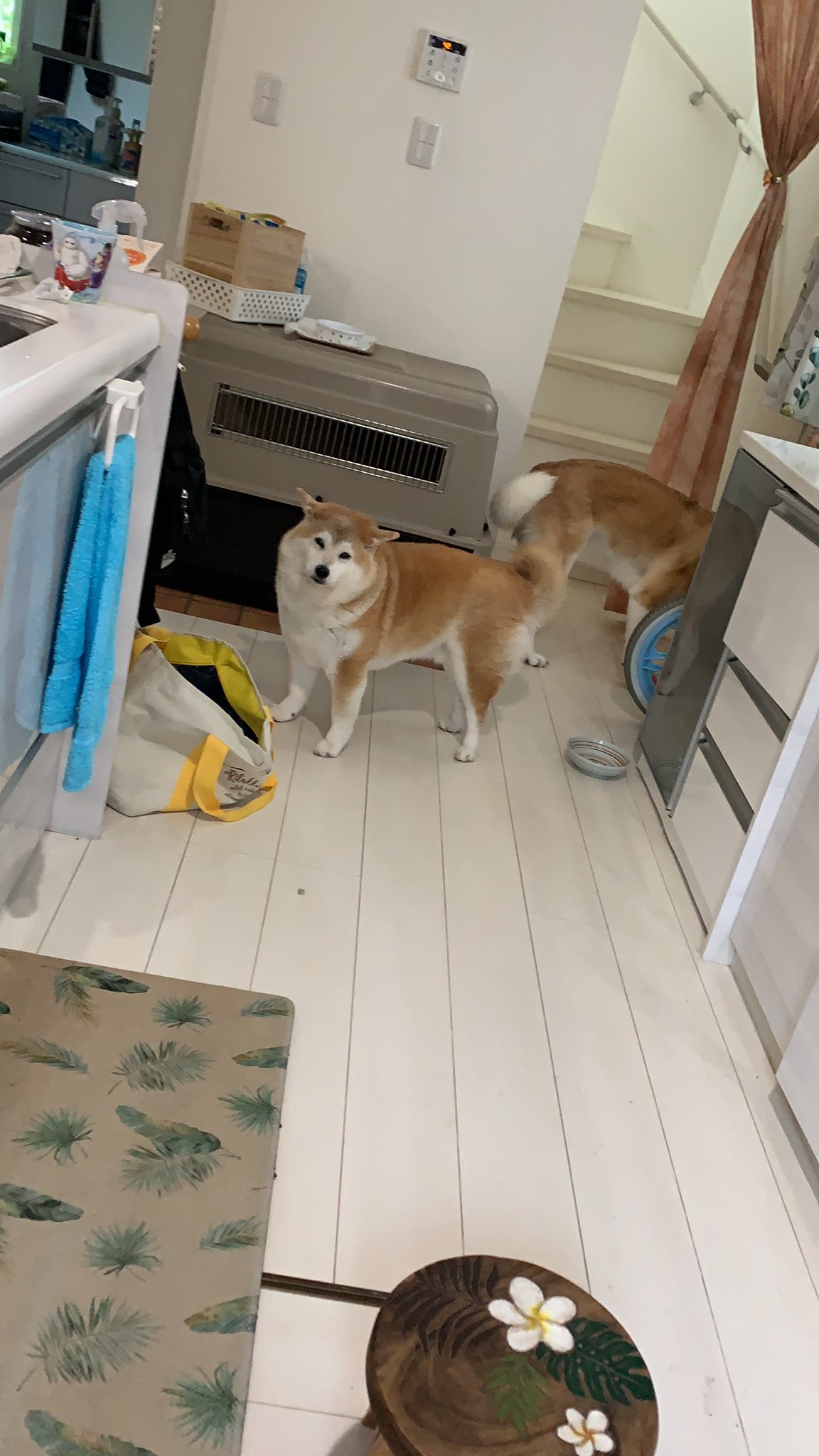 Noboru Oki アニマルハラスメント アニハラ 笑 兄貴のハラスメントでは無い 笑笑