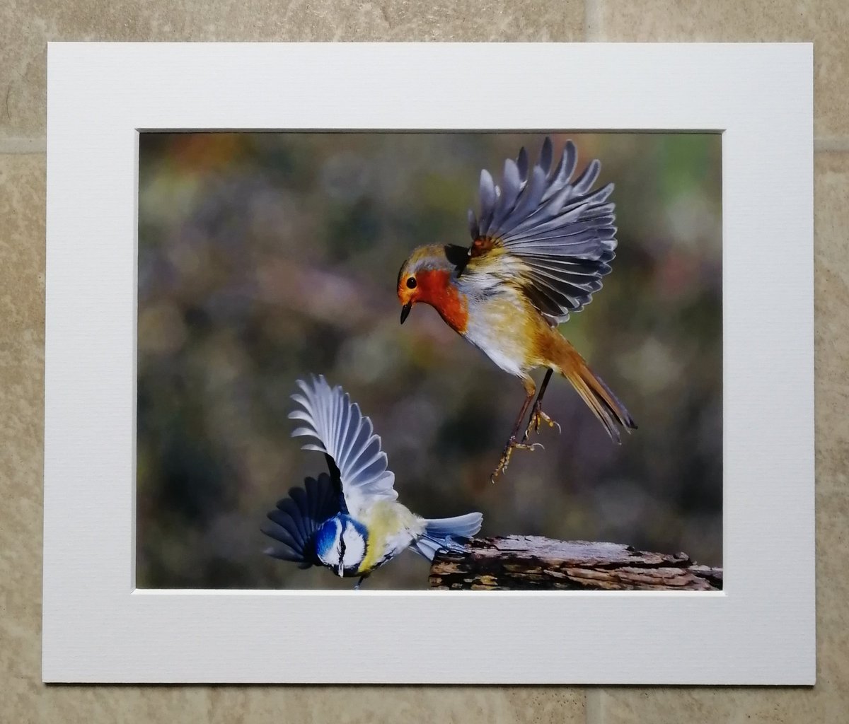 'Robin dropping in on a Blue Tit' 10x8 mounted print.  You can buy it here; https://www.carlbovis.com/product-page/robin-dropping-in-on-a-blue-tit-10x8-mounted-print 