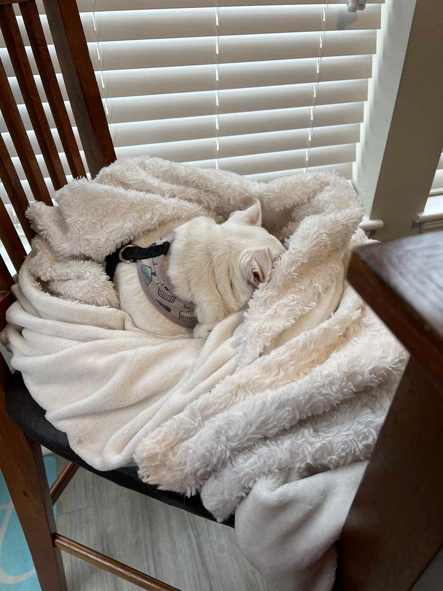 Is there a puppy in that blanket?! 😂😂😂 my little coworker sleeping on the job this afternoon!