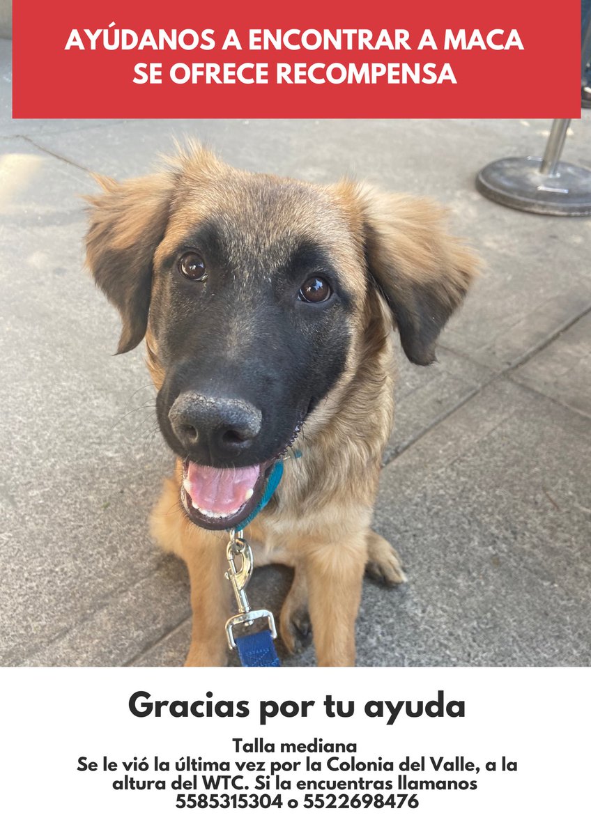 PaoStern's tweet photo. @lostanimalsdf hola! Me podrían ayudar a difundir porfa?? https://t.co/mWlmQNFTYR