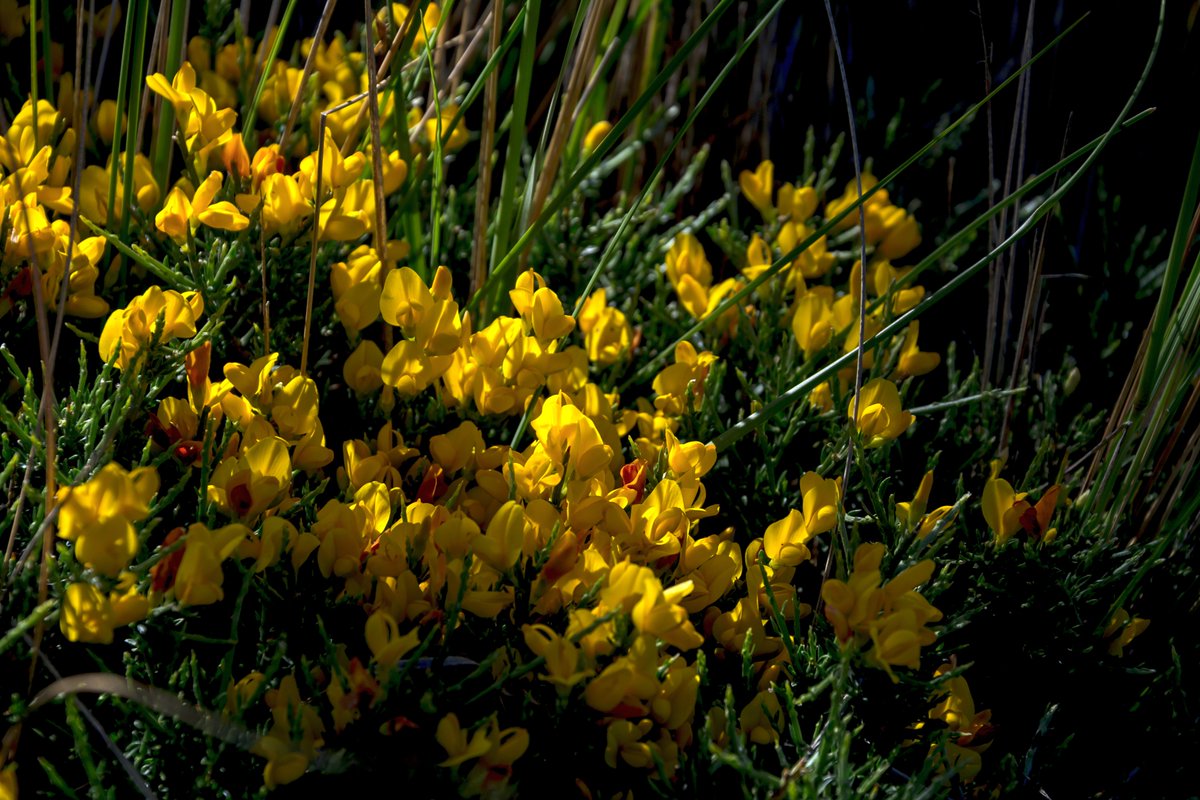 peparinfante's tweet photo. #originalphotos #photography #nikonphotography #NaturePhotography #naturephoto #nature #Naturaleza #beauty #chorima #primaveratrompetera https://t.co/8LBez7RrgO
