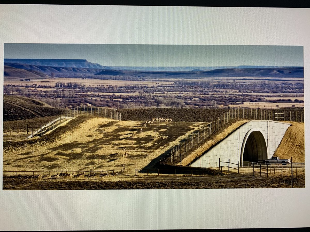 markday331's tweet photo. Deeply impressive webinar from @HiltyJodi assessing the evidence for the impact of @Y2Y_Initiative over 25 years in #ProtectedAreas, #WildlifeCrossings & mainstreaming #ConservationConnectivity + looking forward to addressing future challenges
@Largelandscapes @IWcpa https://t.co/XL67MPzTAo